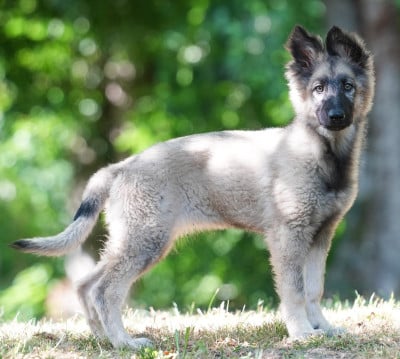 Berger Allemand Poil Long - ALTDEUTSCHER SCHÄFERHUND - De la Marcotte d'Odin