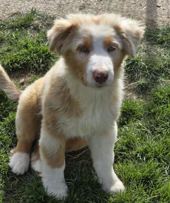 Berger Australien - Chiot Berger Australien Lof - Elevage de la rivière aux pierres