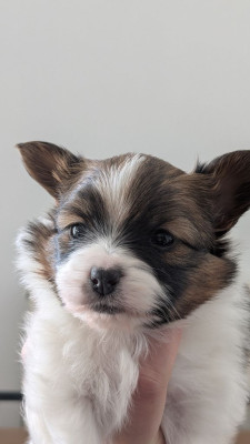 Epagneul nain Continental (Papillon) - Adorable chiot papillon femelle