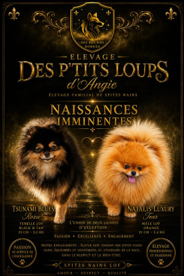 Spitz allemand - À réserver magnifiques chiots spitz nain LOF typé pomeranien