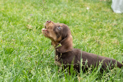Teckel poil dur - Chiot teckels nains poil dur