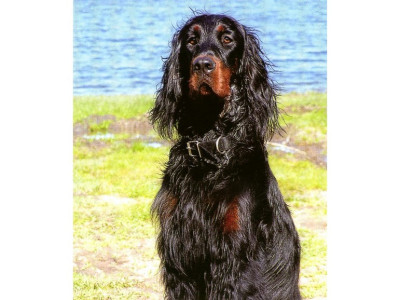 Setter Gordon - Chiots Setter Gordon - Bois de Pied de Borde