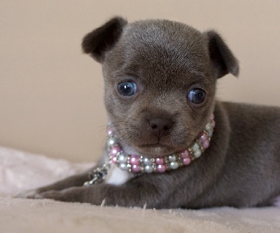 Chihuahua - Chiots chihuahua poils court LOF