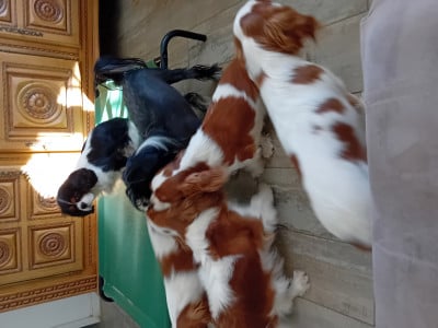 Cavalier King Charles Spaniel - Reste : 3 femelles Blenheim , Cav.king charles