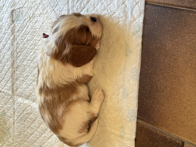 Cavalier King Charles Spaniel - Vends cavalier King charles lofs bleihem - 88963