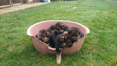 Berger Allemand - chiots berger allemand - élevage du compagnon fidèle