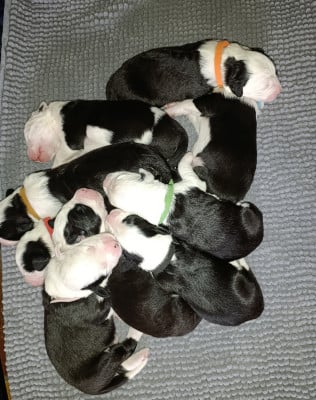 Bobtail - Bobtail (chien de berger anglais ancestral)