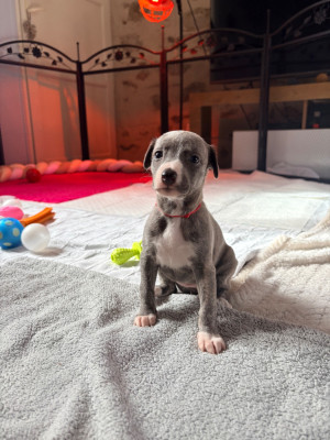 Whippet - Whippet lof