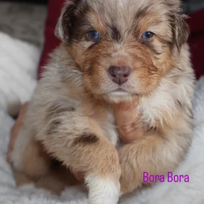 Berger Australien - Chiots Berger Australien LOF - Du Domaine saint Nicolas