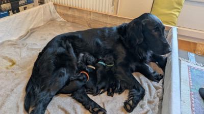 Flat Coated Retriever - Flat Coated Retriever