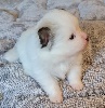 Spitz allemand - PETITS SPITZ A RESERVER