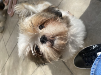 Shih Tzu - Shih Tzus LOF TRES BELLES LIGNÉES DE CHAMPIONS  EN ILE DE FRANCE - L ETOILE DE REHUA