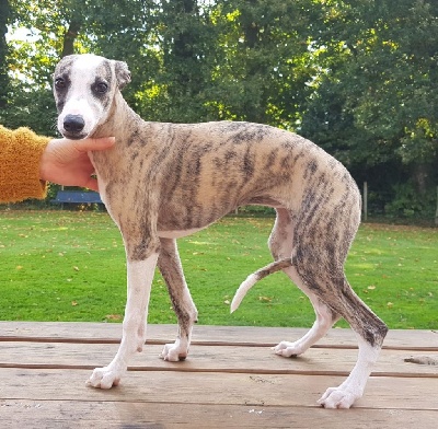 Whippet - Chiots levrier Whippet LOF - La croisee des champs