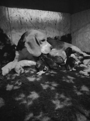 Beagle - Chiots Beagle LOF - Du Domaine des ferronnières