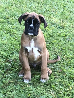 Boxer - 2 petits boxers LOF cherchent famille