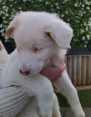 Berger Australien - CHIOTS BERGER AUTRALIEN NON LOF