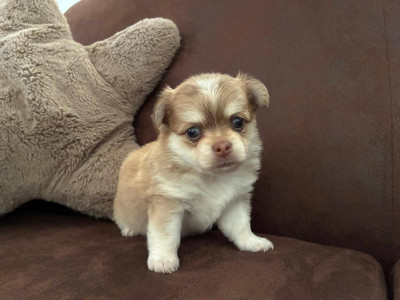 Chihuahua - chiots chihuahua poil long lof - du mail des oliviers