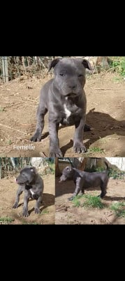 Staffordshire Bull Terrier - chiot staffordshire bull terrier staffy staffie