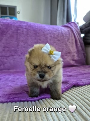 Spitz allemand - Merveilleux bébés spitz nain pomeranien à réserver