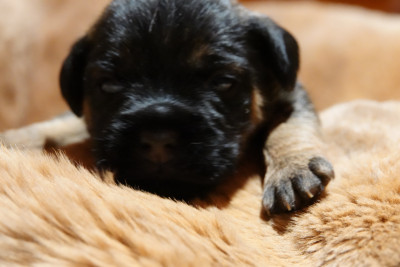 Border Terrier - Border Terrier