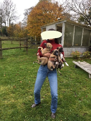 Whippet - 2 whippets LOF mâles disponibles