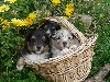 Shetland Sheepdog - A RESERVER DES MAINTENANT ADORABLES CHIOTS BERGERS DES SHETLAND