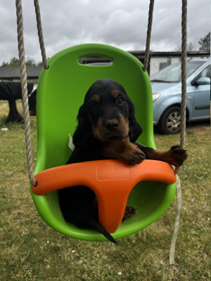 Setter Gordon - setter gordon