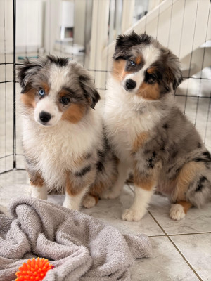 Berger Américain Miniature  - Chiots berger américain miniature