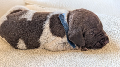 Braque allemand à poil court - Chiots Braque Allemand LOF -  Chasse & Famille (59)