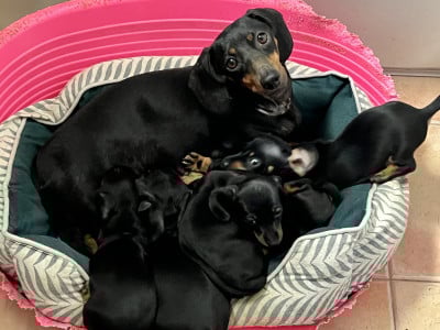 Teckel poil ras - Superbe teckel nain poil ras a réserver - Les pépites de la bergerie