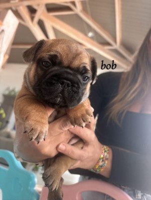 Bouledogue français - Bouledogue français