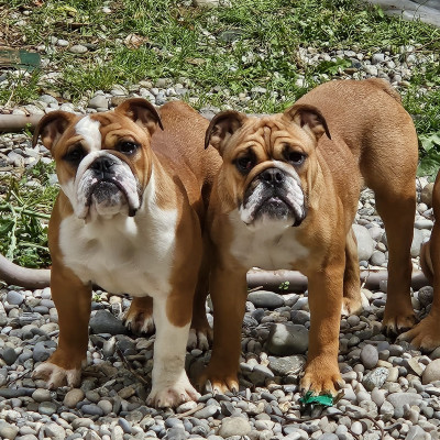 Bulldog Anglais - Chiots bulldog Anglais