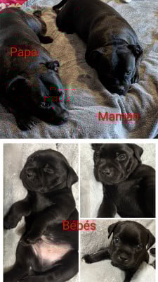 American Staffordshire Terrier - vend chiot staffordshire bull terrier ( staffie)