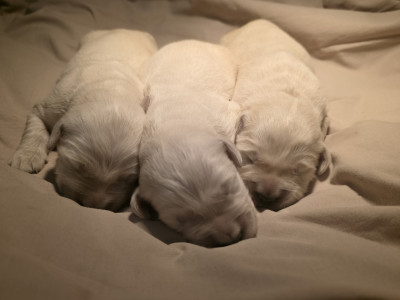 Golden Retriever - Chiots golden retriever LOF à reserver