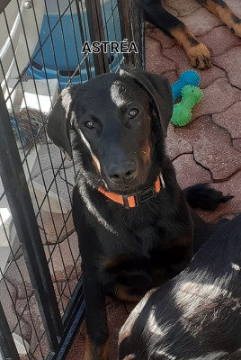 Je m'appelle ASTRÉA