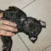 Staffordshire Bull Terrier - Magnifique chiot staffordshire bull terrier LOF