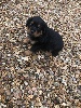 Rottweiler - a réserver magnifique chiots rottweiler queue coupée lof