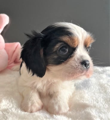 Cavalier King Charles Spaniel - Cavalier King Charles
