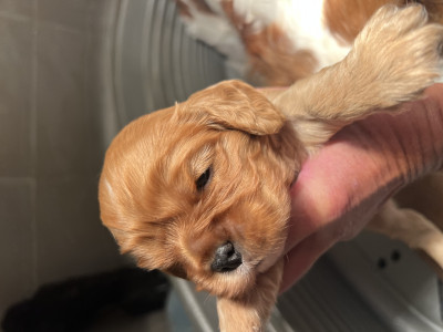 Cavalier King Charles Spaniel - Chiot cavalier King Charles