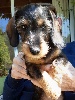 Teckel poil dur - Vends chiot teckel kaninchen poil dur