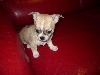Chihuahua - chiots chihuahua poil court L O F