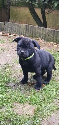 Staffordshire Bull Terrier - Chiots Staffordshire Bull Terrier - KARUKERA EMPIRE