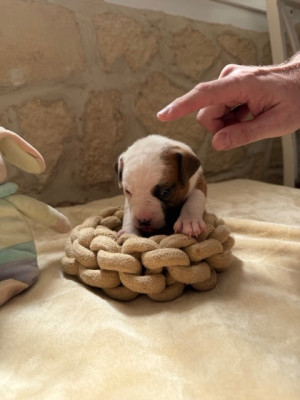 American Staffordshire Terrier - Magnifiques Chiot american staff lof - Domaine du Raggamstaff