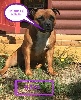 Staffordshire Bull Terrier - STAFFORDSHIRE BULL TERRIER - DES ETOILES DE MAENZOVA