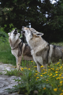 Chien-loup tchecoslovaque - Chien loup tchèque - Loup tacheté