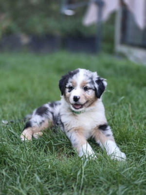 Berger Australien - Chiots berger australien LOF