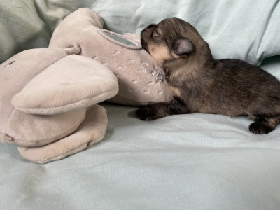 Spitz allemand - Chiot Spitz Lof