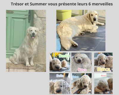 Golden Retriever - Chiots Golden Retriever LOF - DES TRESORS DE SUMMER