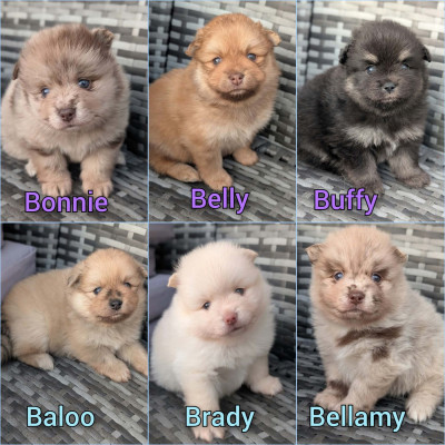 Spitz allemand - Chiots Spitz Allemand - un ?illet en Provence