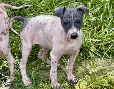 Terrier nu americain - Adorable chiot AHT (Terrier Nu Americain) - du Haras du Paty